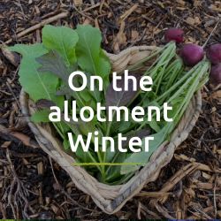 On the allotment blog - Winter