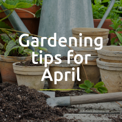 Gardening tips for April