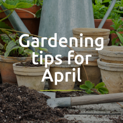 Gardening jobs for April