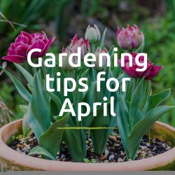 Tips for the garden - April