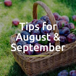 Peter’s Gardening Tips for August/September