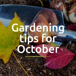Peter’s Gardening Tips for October