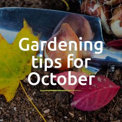 Tips for the garden - October