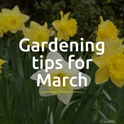 Garden tips for March