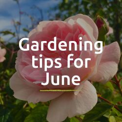 Garden Blog for June