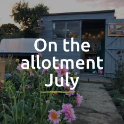 On the allotment blog - July