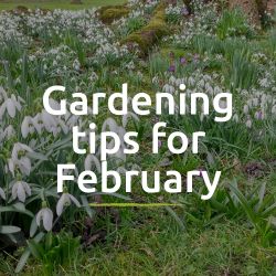Peter's Gardening Tips for February