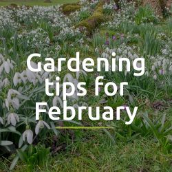 Tips for the garden - February