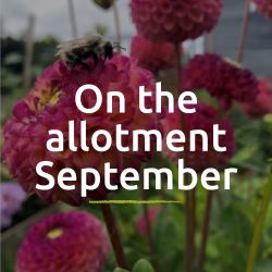 On the allotment blog - September