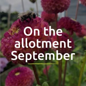 On the allotment: September