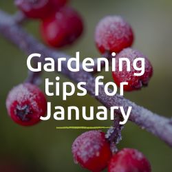 Peter's Gardening Tips for January