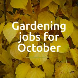 Garden tips for October