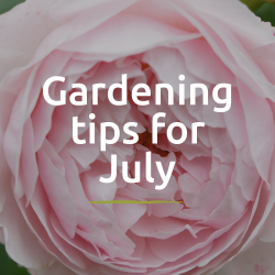 Gardening Jobs for July