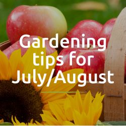 Gardening Tips for July/August