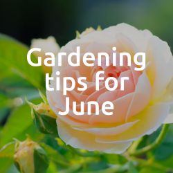Peter's tips for June