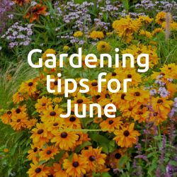 Gardening Jobs for June