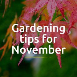 Tips for the garden - November