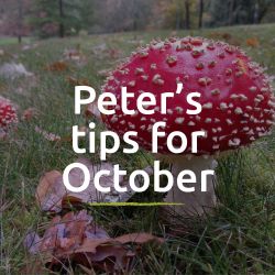 Peter's Tips for October