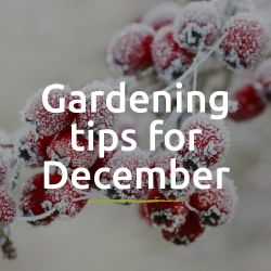 Tips for the garden - December