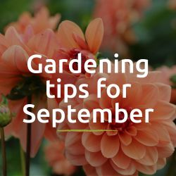 Tips for the garden - September