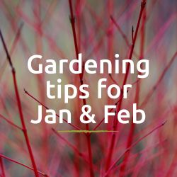 Gardening Jobs for January and February