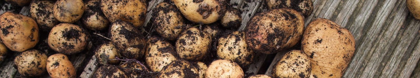 potato fertiliser
