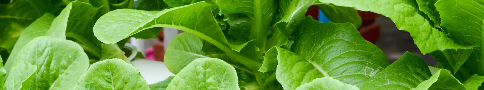 vegetable and leafy plant food