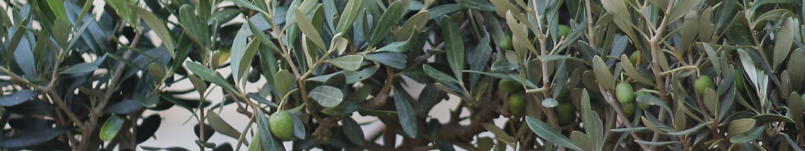Olive banner