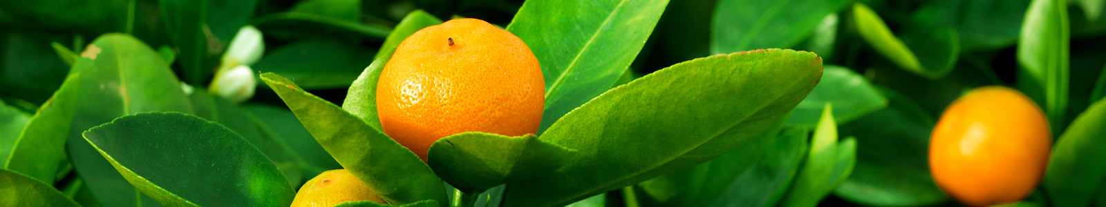 citrus feed winter