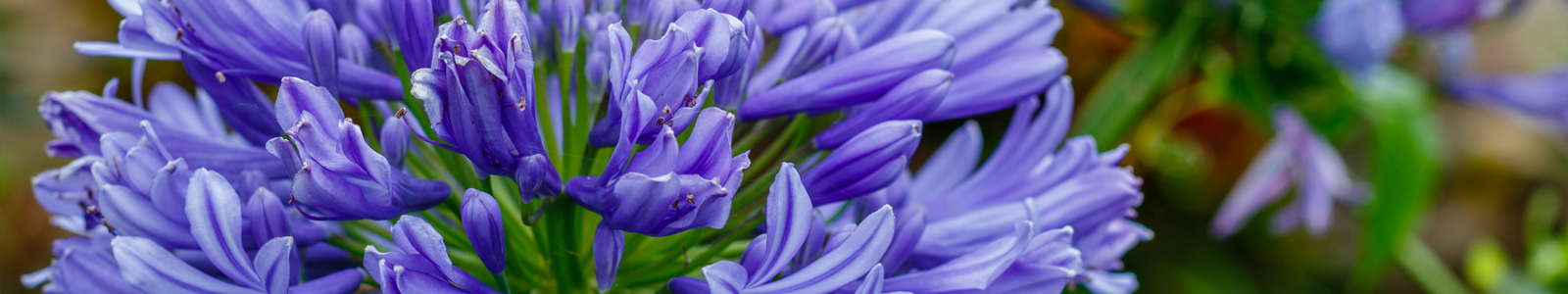 Agapanthus page banner
