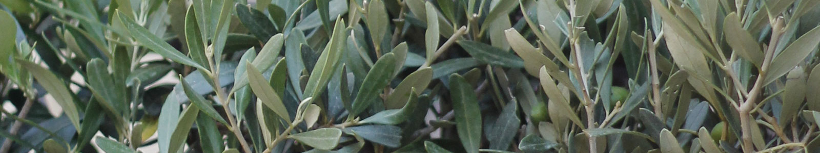 Olive page banner