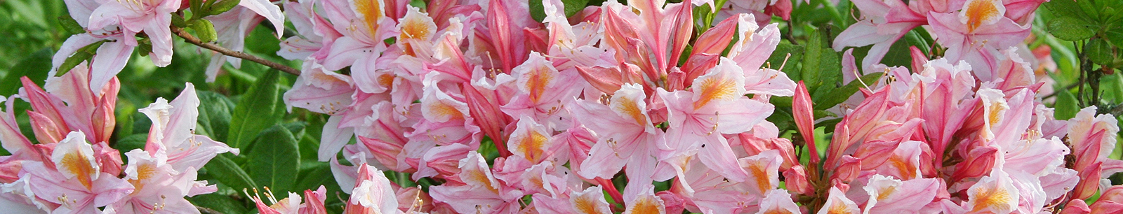 Rhododendron banner