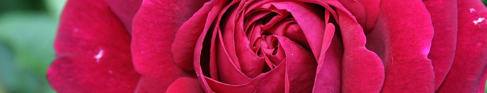 Rose banner