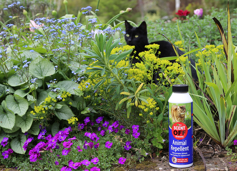 How to keep cats off gardens | Garden World