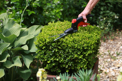 Clipping Topiary