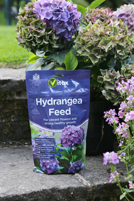 What Type of Soil is Best for Growing Hydrangeas?