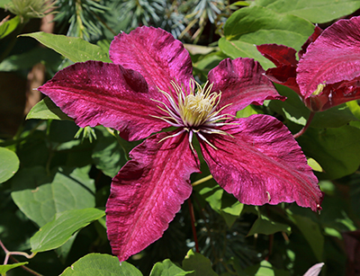 large flowered clematis