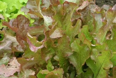 Lettuce Oak leaf