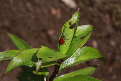 Lily beetle