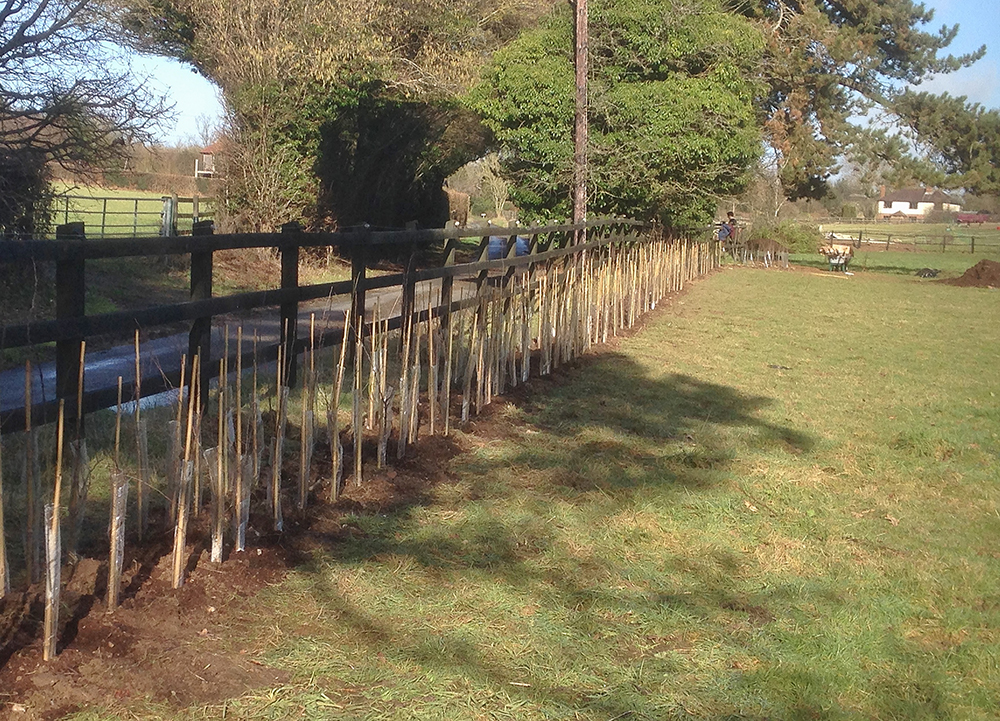 planting a native hedge