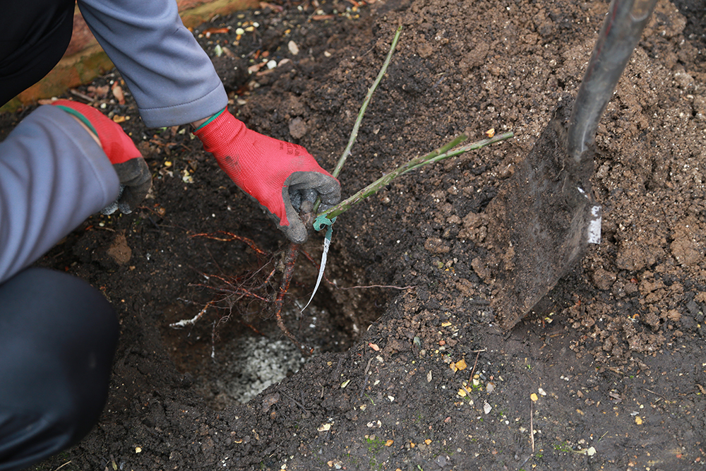 Digging hole for roses
