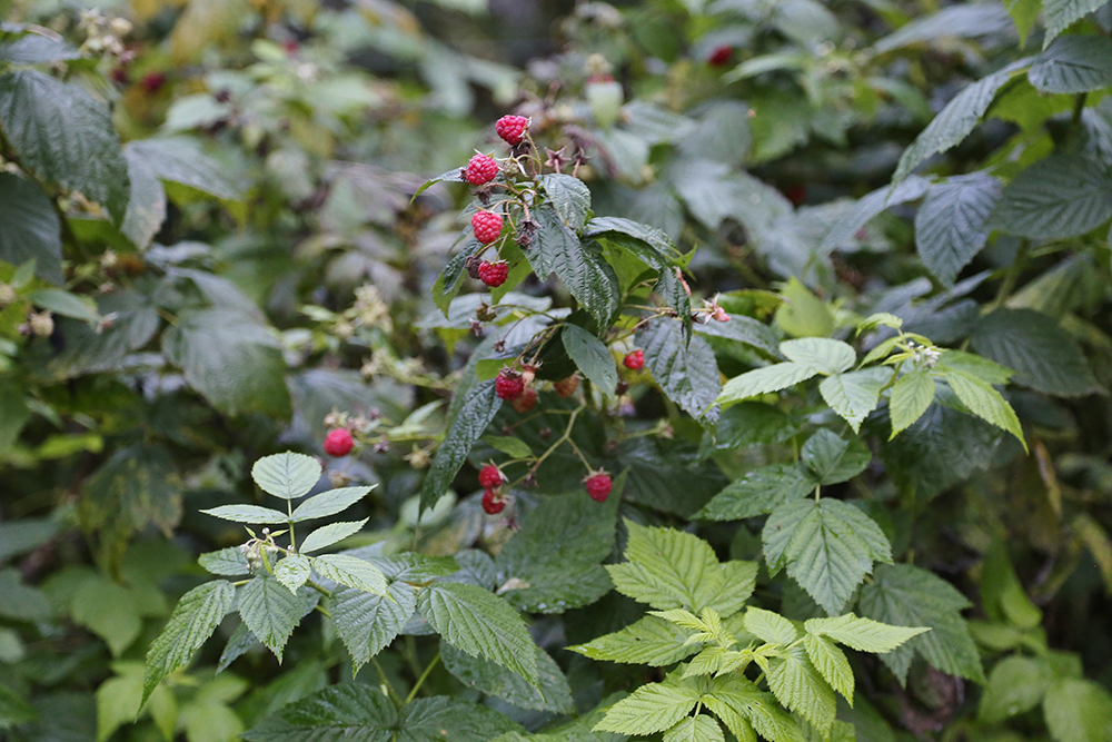natural raspberries