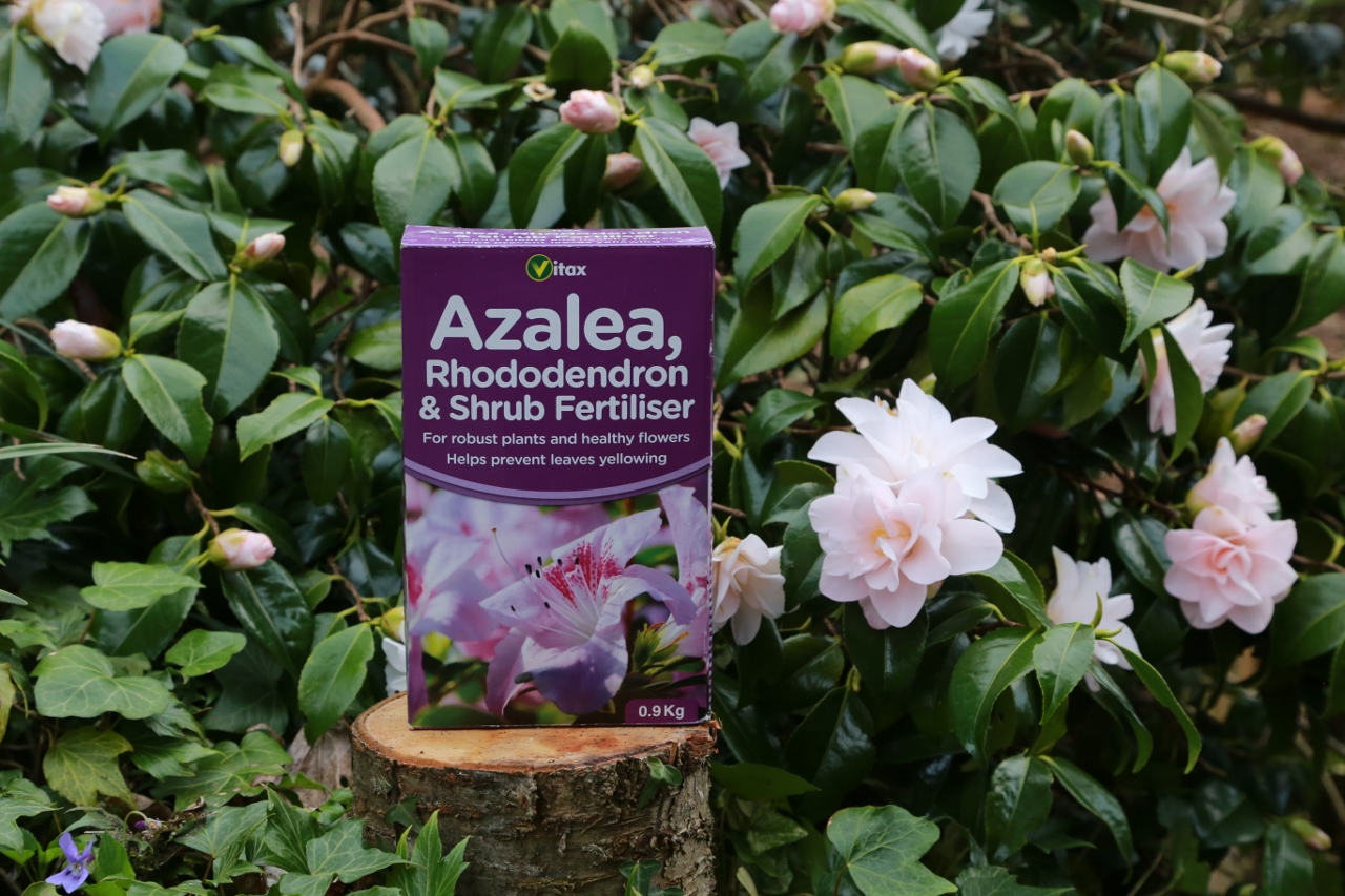 Azalea, Rhododendron & Shrub feed