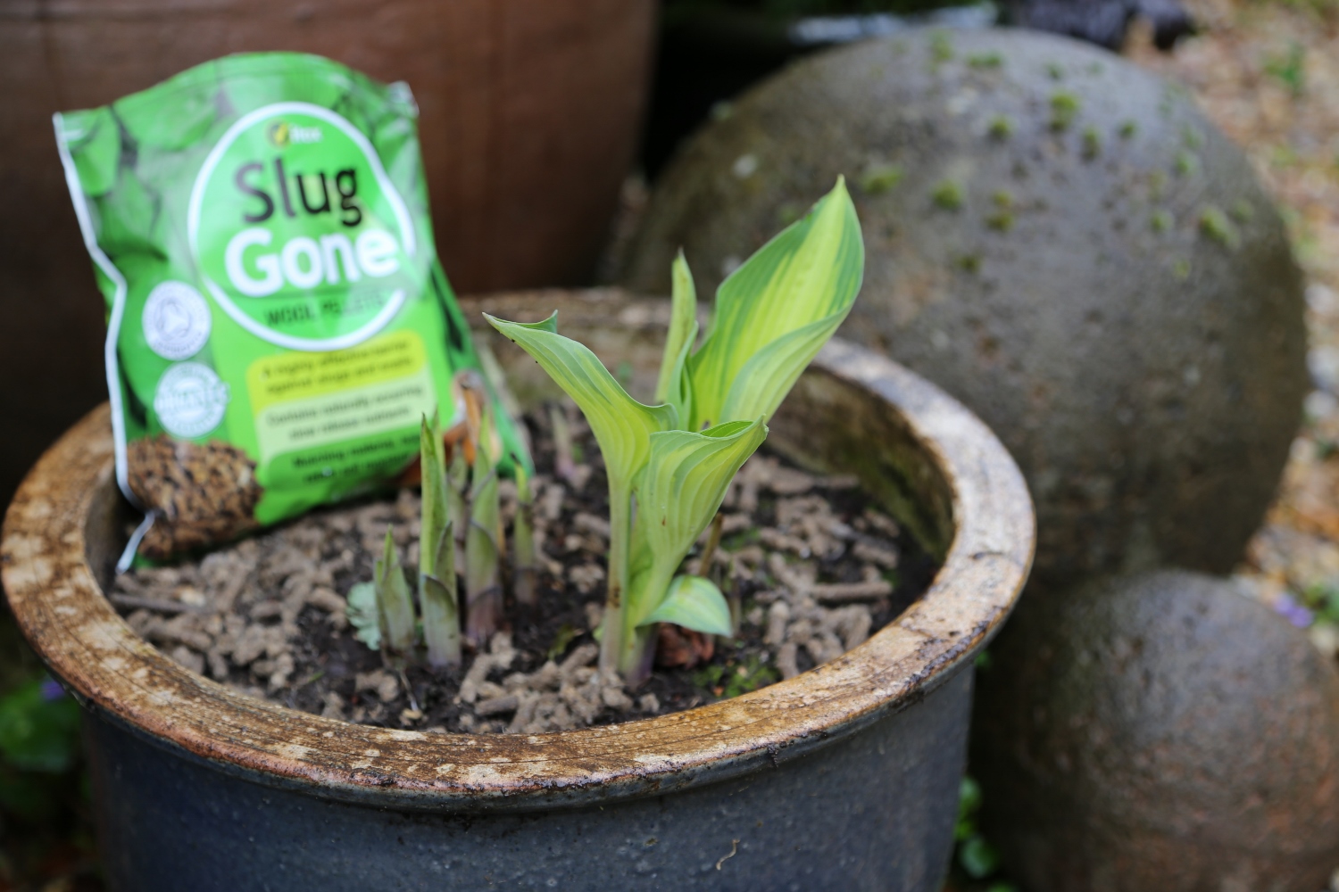 Slug Gone in plant pot