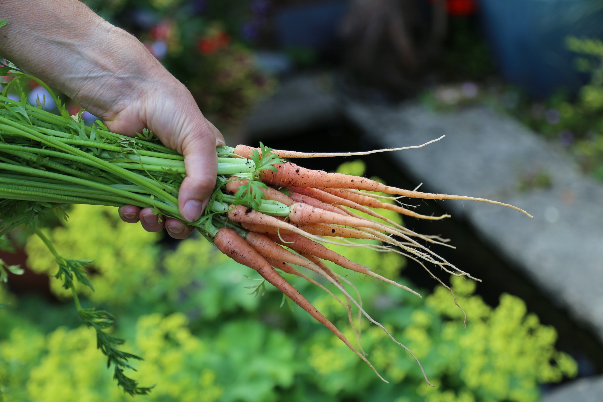 A handful of carrots