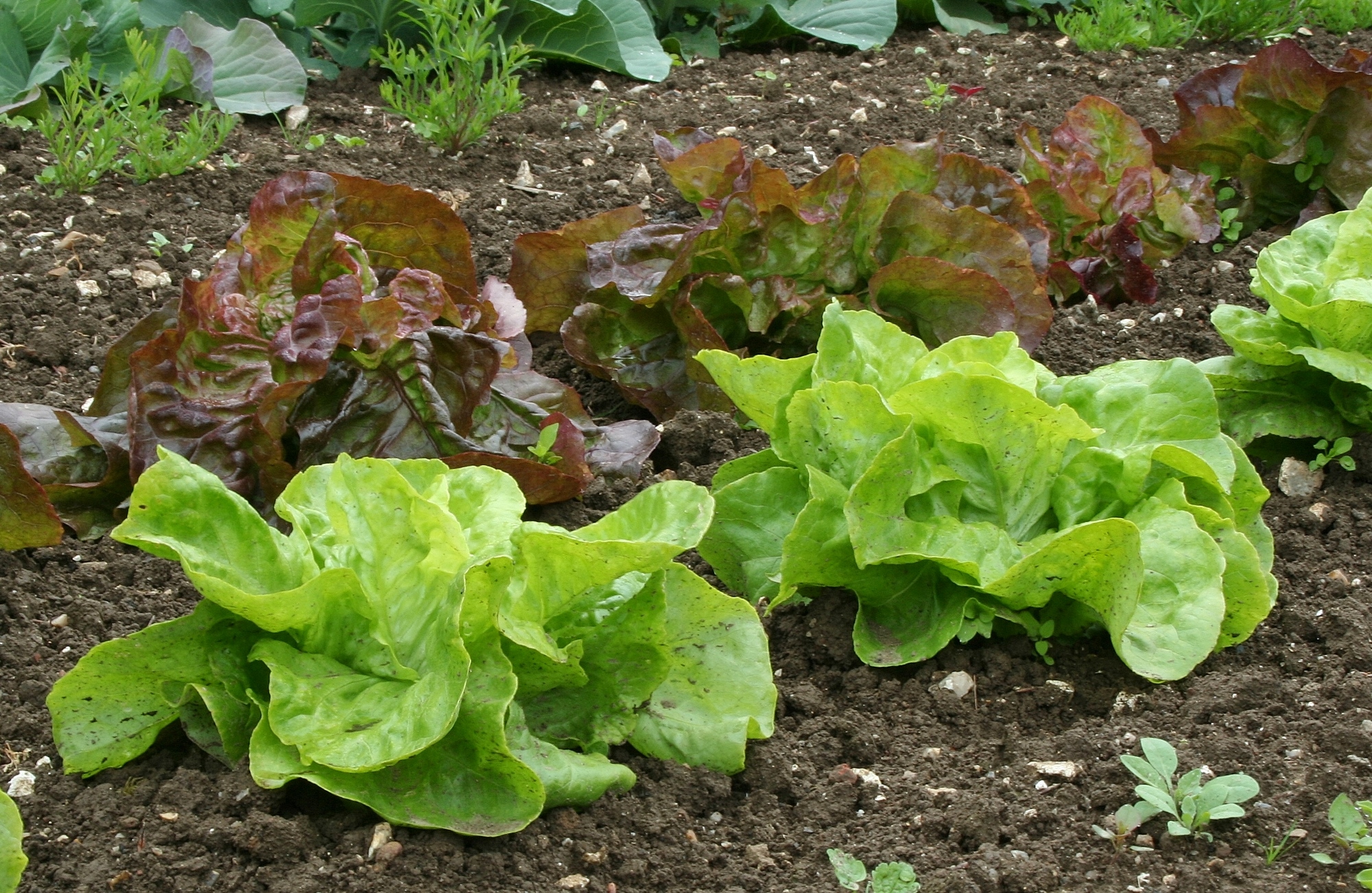 A row of lettuces