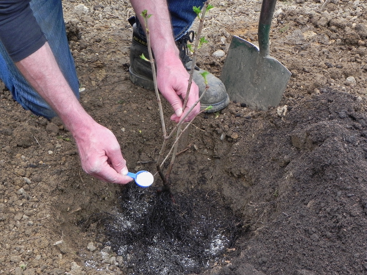 Planting a bare rooted shrub