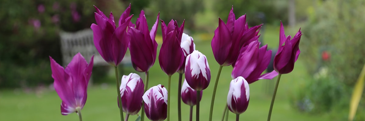 Tulips Home Page Banner