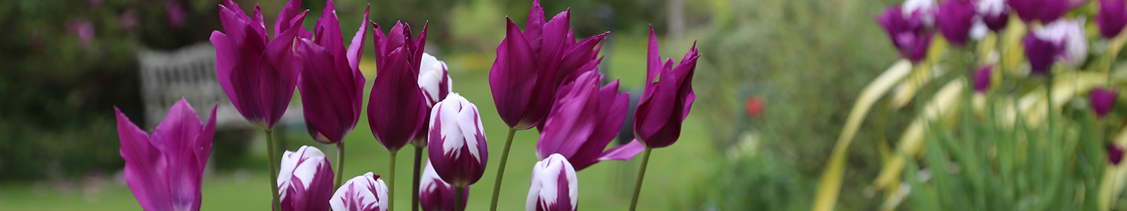 Tulips page banner
